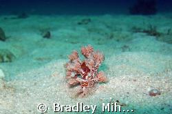 Nudibranch off the island of Malapasua in the philippines by Bradley Mihelich 